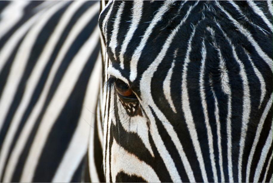 MF017 Wall décor art photographic on canvas wildlife zebra close up